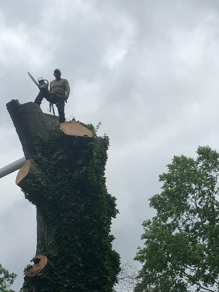 Shackleford Tree Service (1)