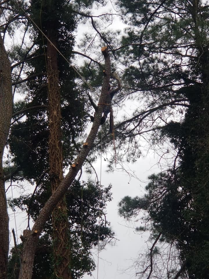 Shackleford Tree Service (10)