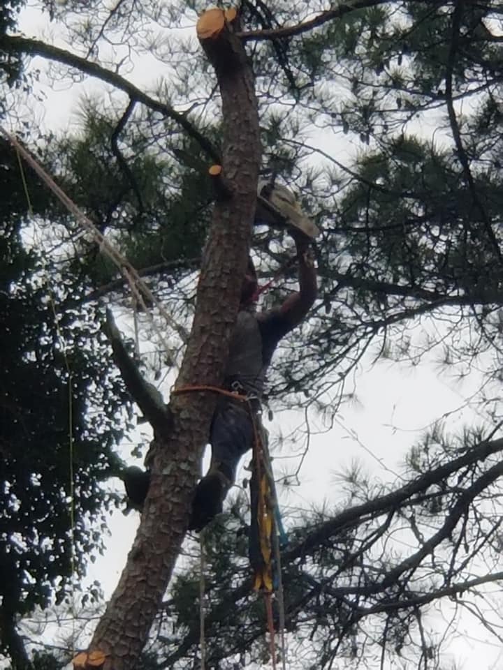 Shackleford Tree Service (11)