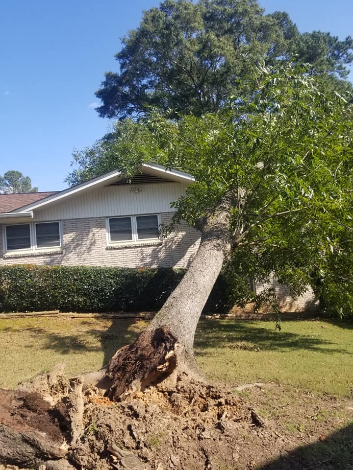 Shackleford Tree Service (12)