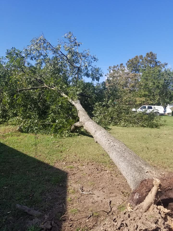 Shackleford Tree Service (13)