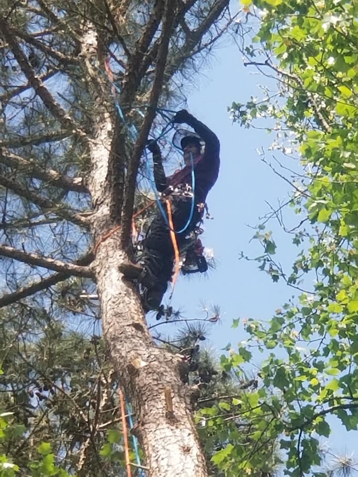 Shackleford Tree Service (14)