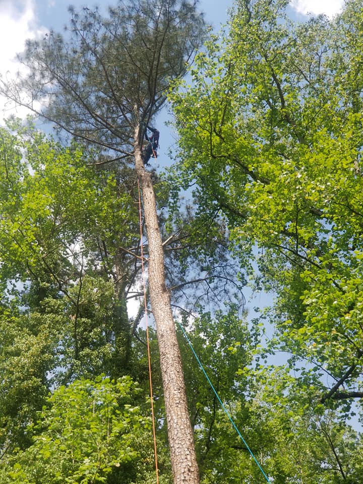 Shackleford Tree Service (15)