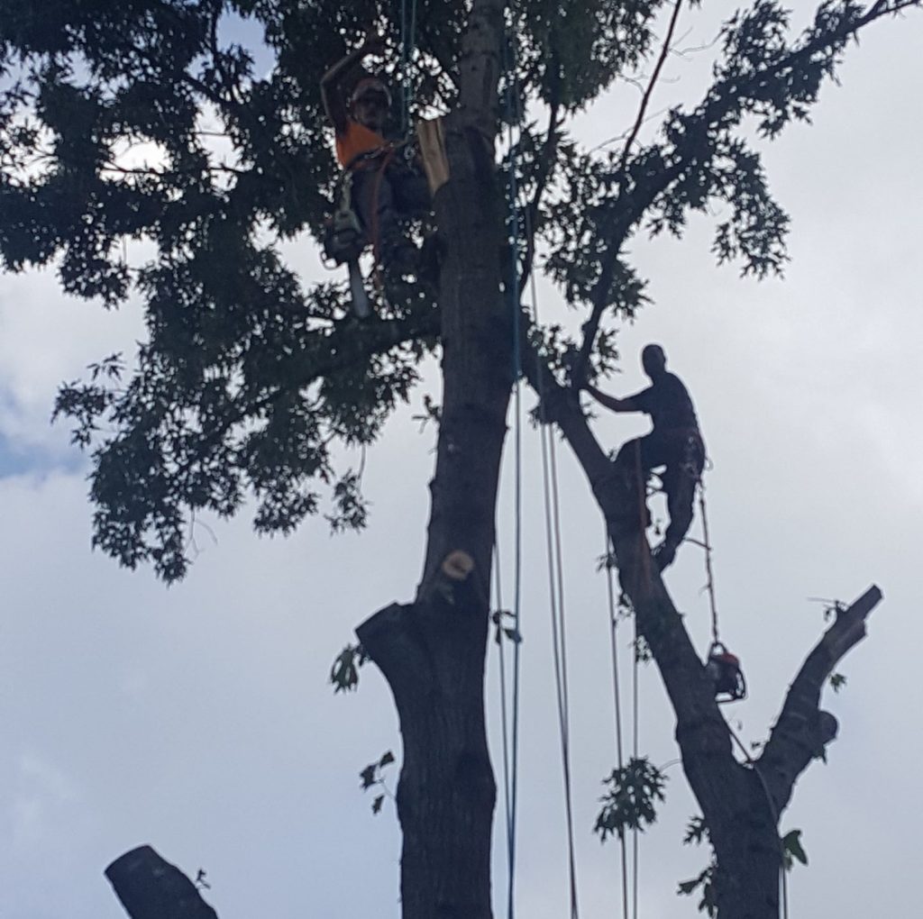Shackleford Tree Service (16)