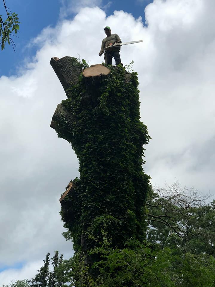 Shackleford Tree Service (2)