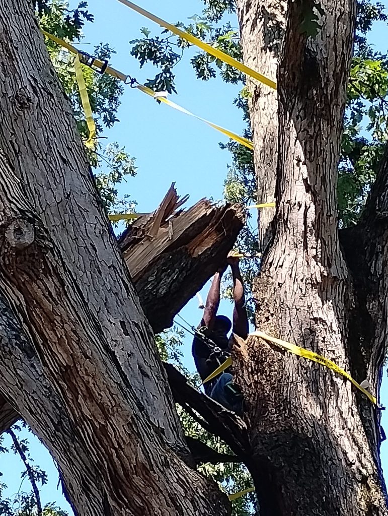 Shackleford Tree Service (20)