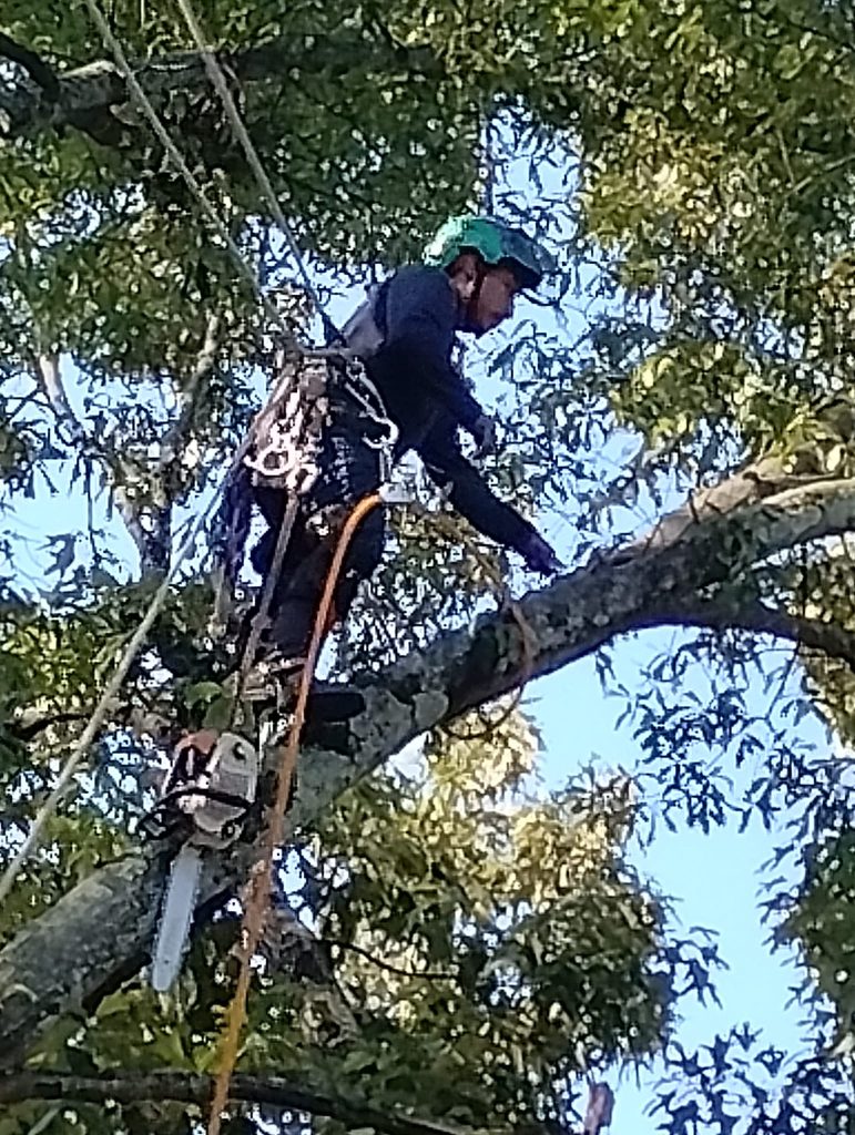 Shackleford Tree Service (21)