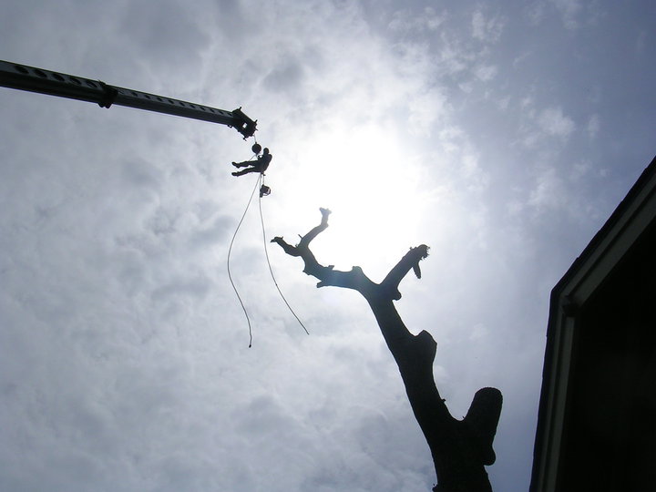 Shackleford Tree Service (25)