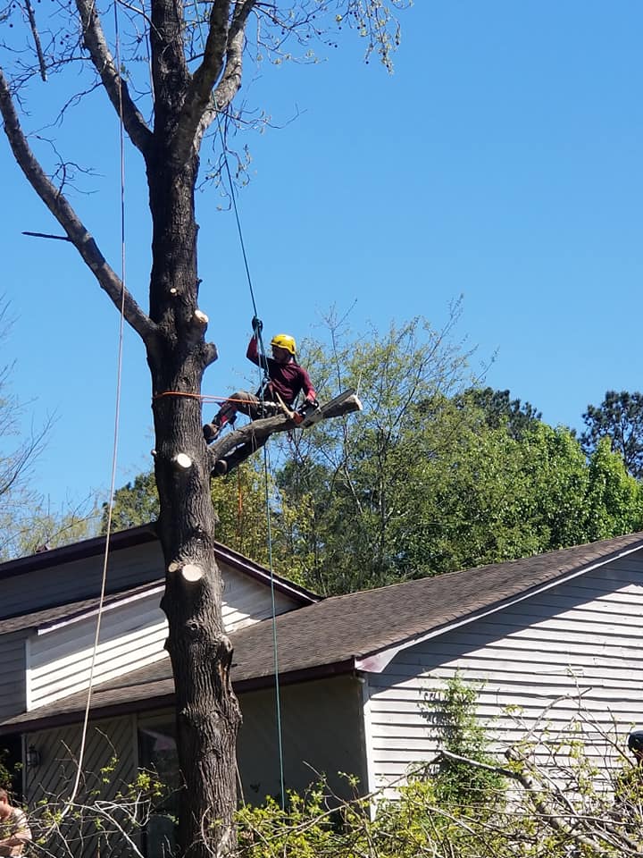 Shackleford Tree Service (6)