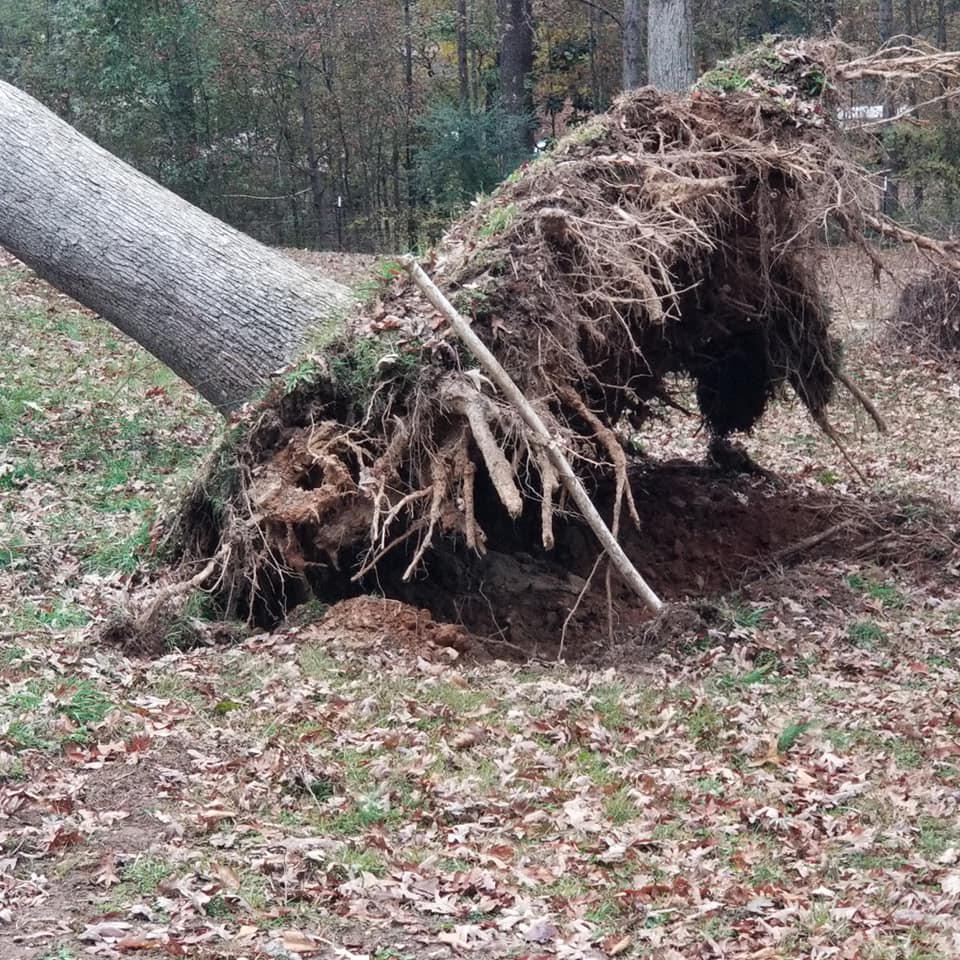 Shackleford Tree Service (8)