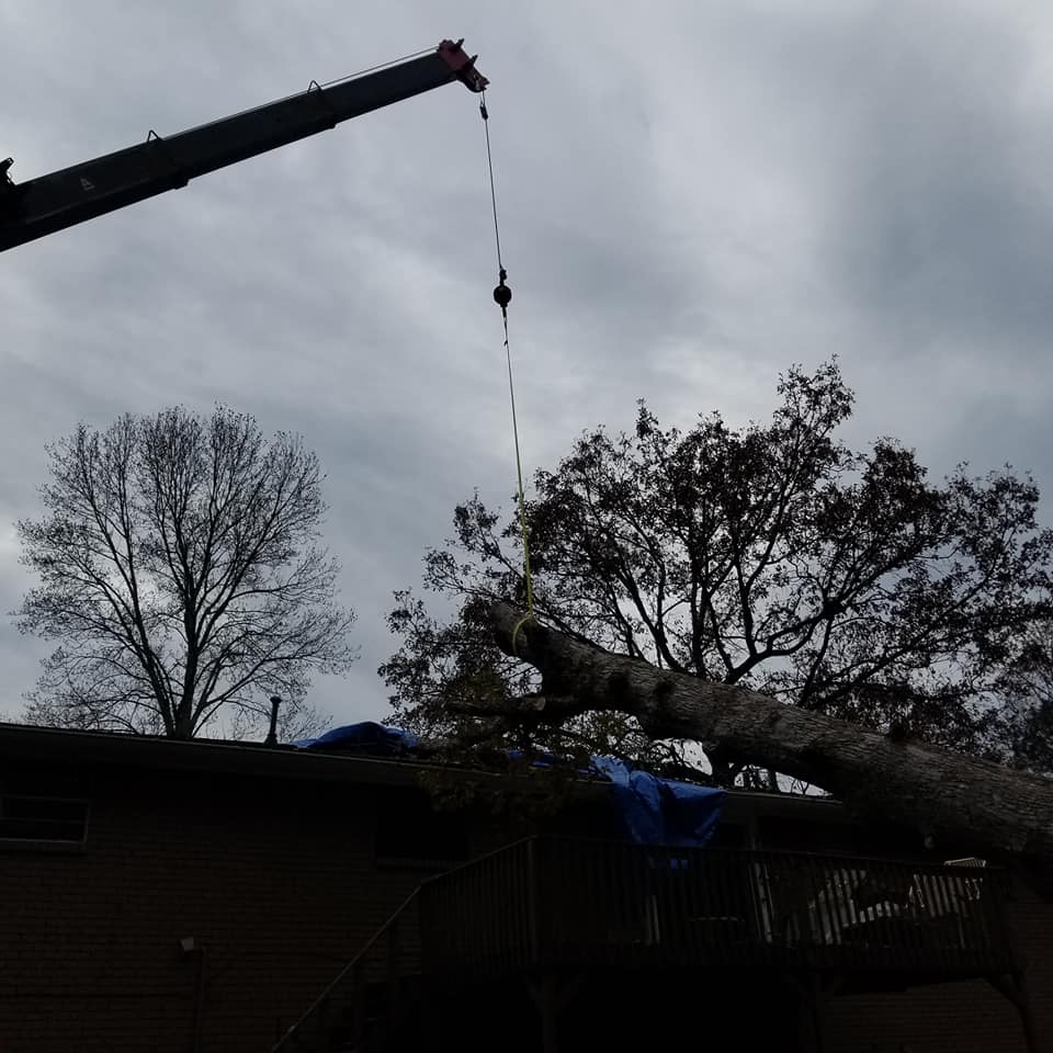 Shackleford Tree Service (9)